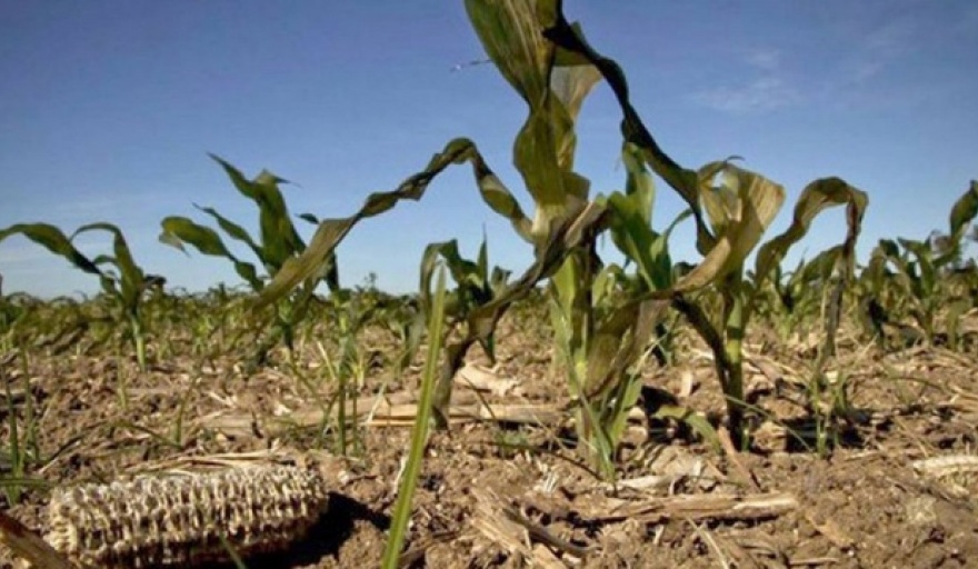 Declaran la emergencia agropecuaria en 12 distritos bonaerenses afectados por la sequía
