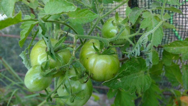 Clima ideal para las plagas del tomate