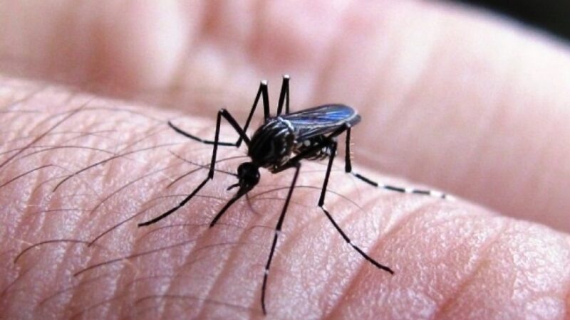 Aumentan los casos de dengue en distritos del Conurbano Oeste