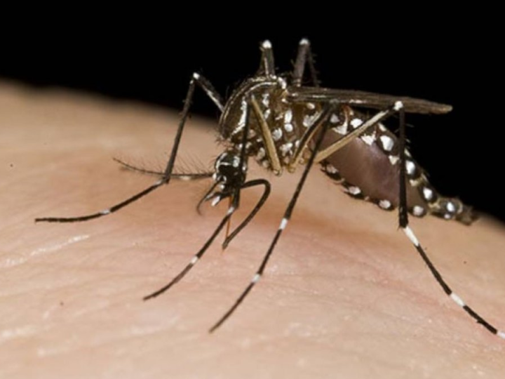 Los casos de dengue que estaban en estudio arrojaron resultado positivo