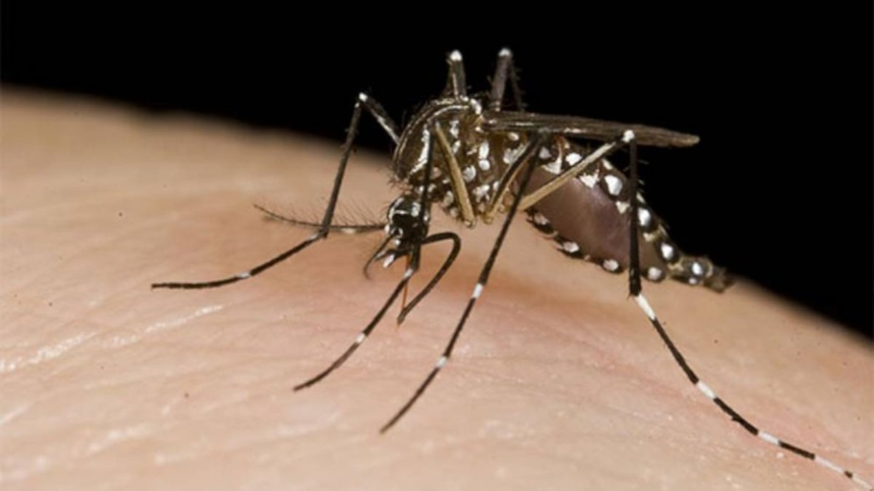 Los casos de dengue que estaban en estudio arrojaron resultado positivo