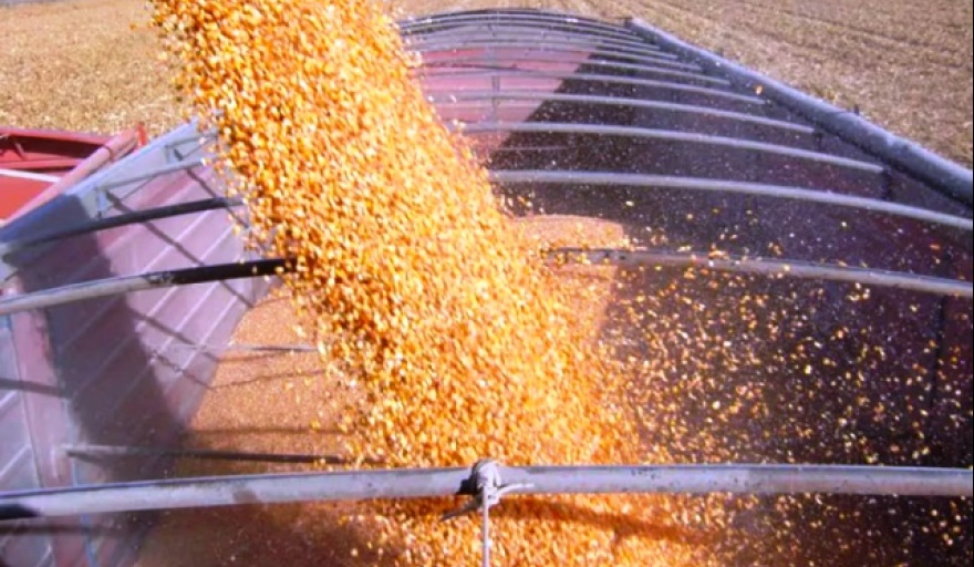 Nuevos allanamientos por la venta ilegal de cereal en la región noroeste bonaerense