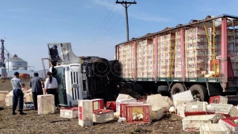 Un camión que transportaba pollos volcó y vecinos de la zona lo saquearon