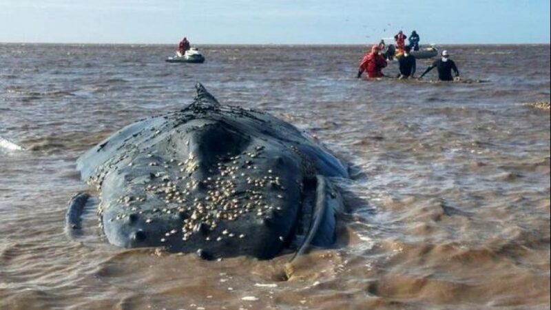 Explican por qué no se puede rescatar a la ballena varada en el Canal 15, de Castelli