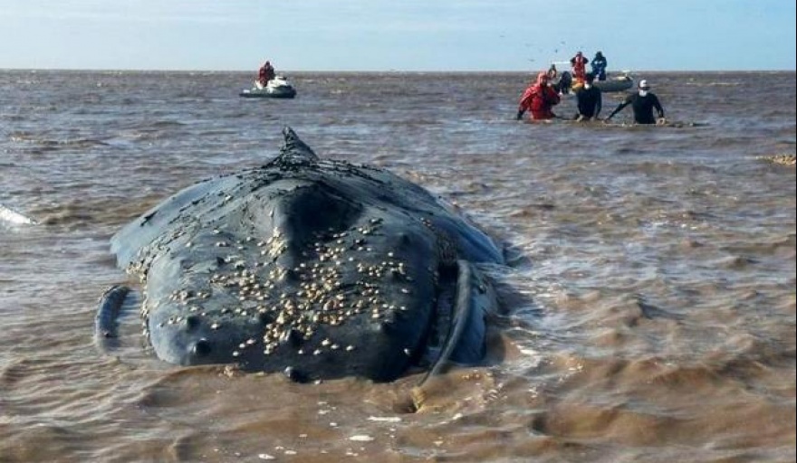 Explican por qué no se puede rescatar a la ballena varada en el Canal 15, de Castelli