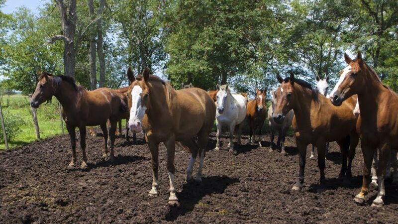 Encefalomielitis equina: pautas sanitarias para la prevención de la enfermedad