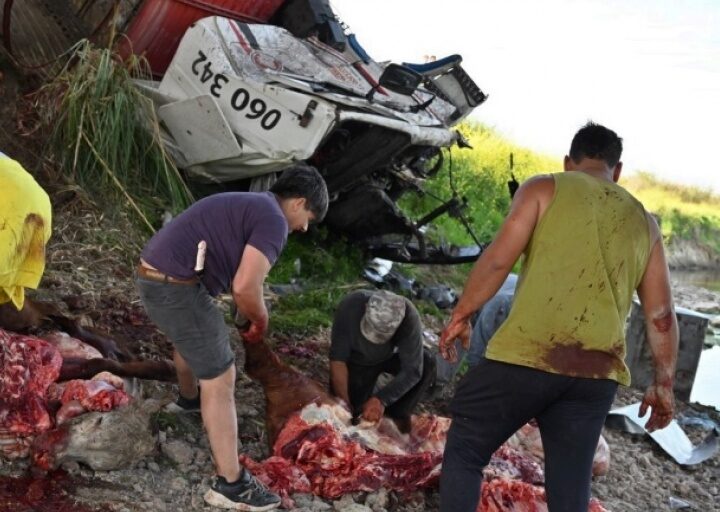 Luego de volcar camión jaula con vacas, los vecinos las faenaron a todas