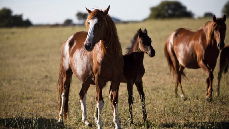 Encefalomielitis equina: claves de manejo y bienestar animal en presencia de signos clínicos