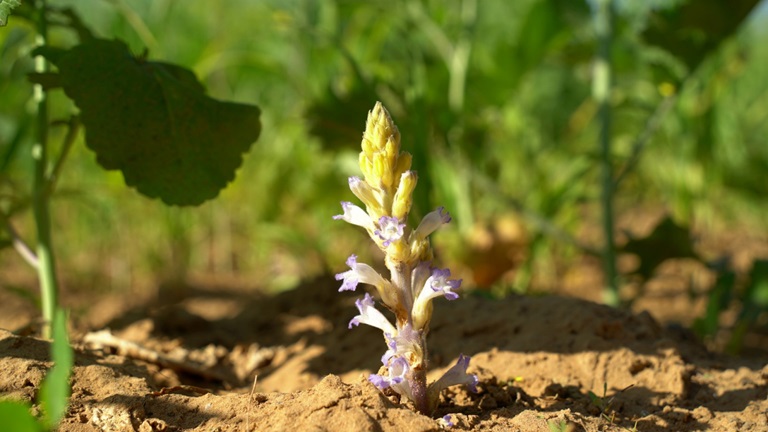 Alerta fitosanitaria nacional para prevenir el ingreso de la maleza Orobanche cumana