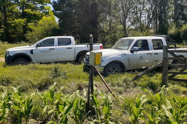 Nuevas tecnologías y monitoreo conjunto para el manejo de la plaga chicharrita del maíz