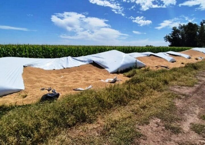 Roban cerca de 25 toneladas de soja de un silobolsa en Chacabuco