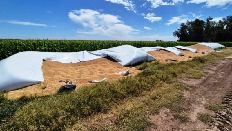 Roban cerca de 25 toneladas de soja de un silobolsa en Chacabuco