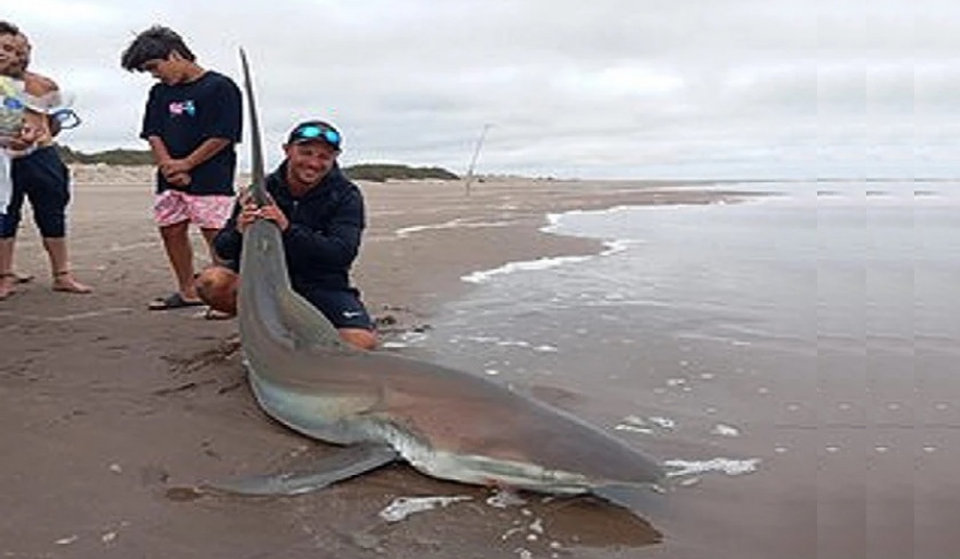 Desde la costa en Claromecó pescan un tiburón bacota de 2,50 metros