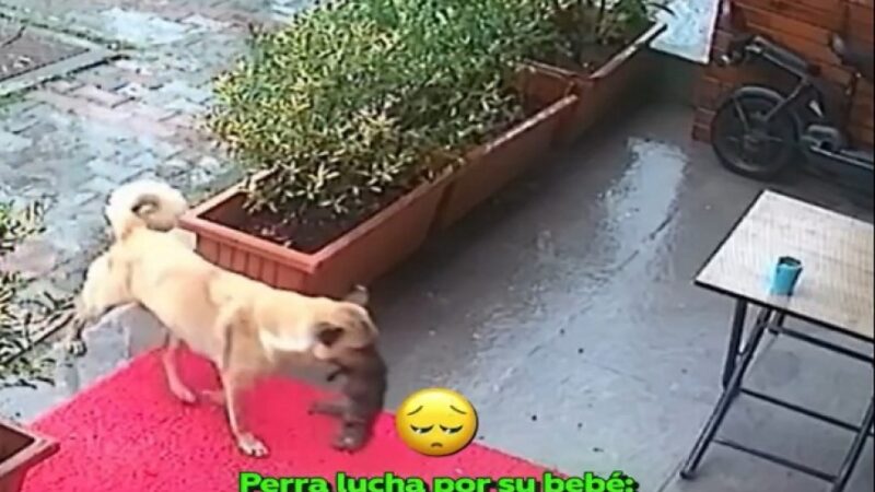 Una perra lleva a su cachorrito moribundo a una veterinaria y ¡le salvan la vida!