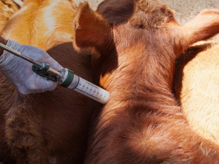 Argentina refuerza sus controles ante el foco de fiebre aftosa en Alemania