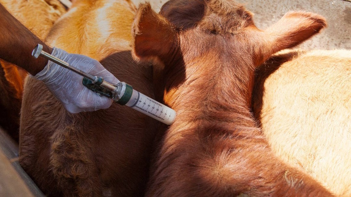 Argentina refuerza sus controles ante el foco de fiebre aftosa en Alemania