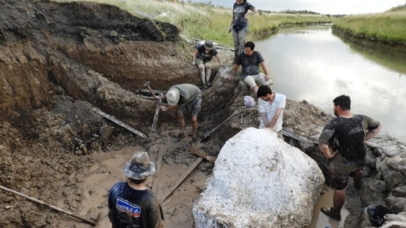 Hallan en General Guido fósiles de un ciervo de la “Era del Hielo”