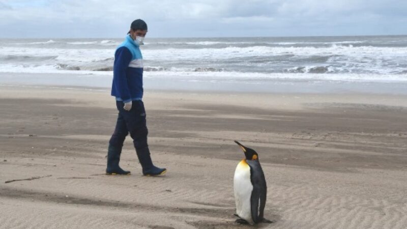Extensa recuperación y un emotivo regreso al mar de un pingüino rey