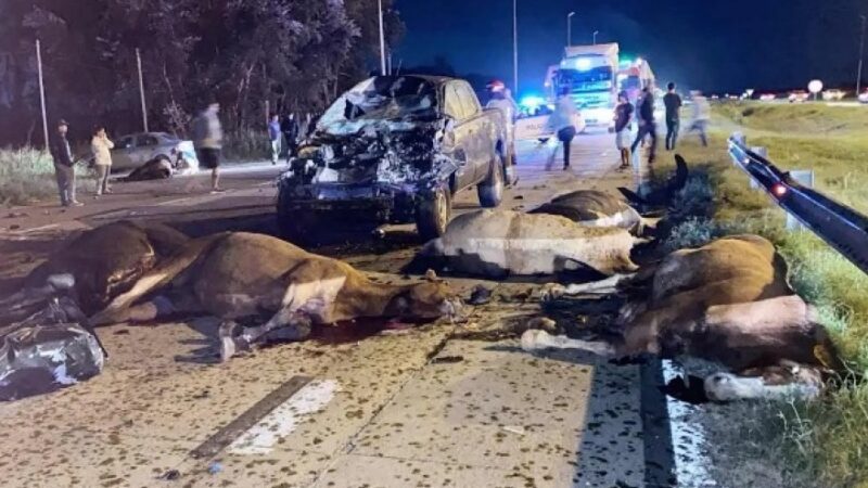 Una mujer y once caballos murieron tras un choque múltiple en la Ruta 6