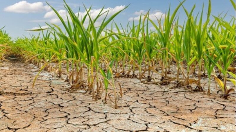 Declaran la emergencia agropecuaria en municipios del sudoeste bonaerense