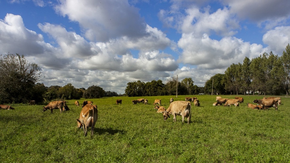 Prevención de enfermedades transmisibles de los animales a las personas
