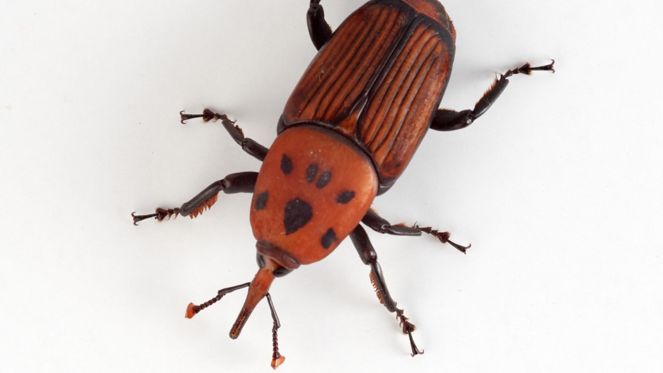Cómo identificar y distinguir al picudo rojo de otros insectos que afectan a las palmeras