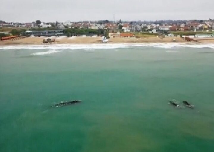 Espectacular avistaje de ballenas frente a las playas marplatenses