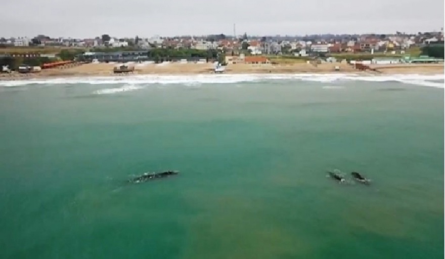 Espectacular avistaje de ballenas frente a las playas marplatenses